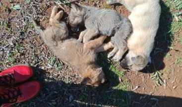 Antalya’da 12 sokak köpeği zehirlenerek öldürüldü iddiası
