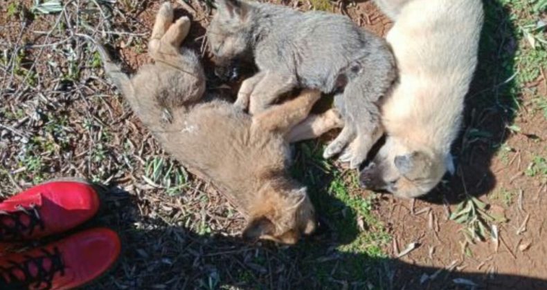 Antalya’da 12 sokak köpeği zehirlenerek öldürüldü iddiası