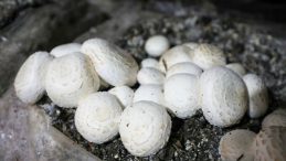 Antalya’nın Mantarı Eskişehir’de Yetiştiriliyor