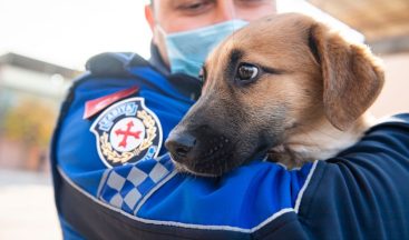 Aracın çarptığı yavru köpeği zabıta sahiplendi