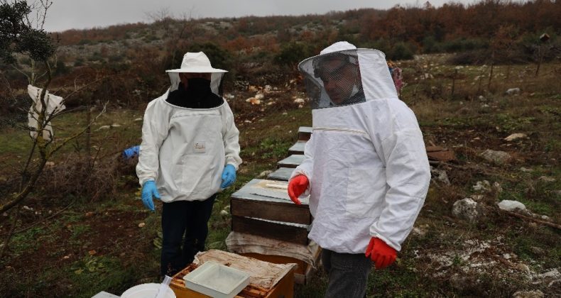 Arı kolonisinde “varroa” hastalığı tespit edilen üreticinin arıları kurtarıldı