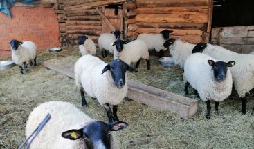 Artvin’e özgü bijik koyununun yok olmaması için harekete geçtiler