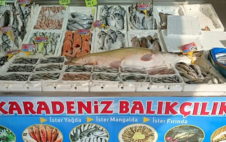Atatürk Barajında yine dev turna balığı yakalandı