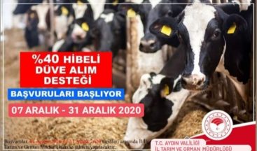 Aydın’da çiftçilere düve alım desteği verilecek