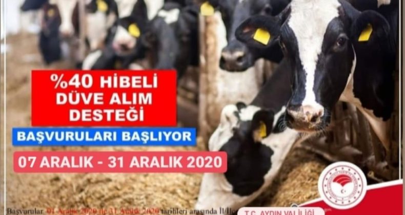 Aydın’da çiftçilere düve alım desteği verilecek