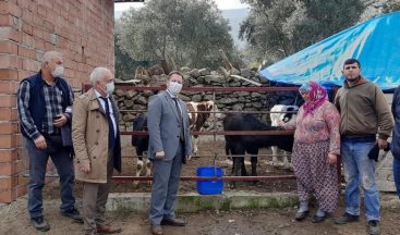 Aydın’da Manda Boğası dağıtımı yapıldı