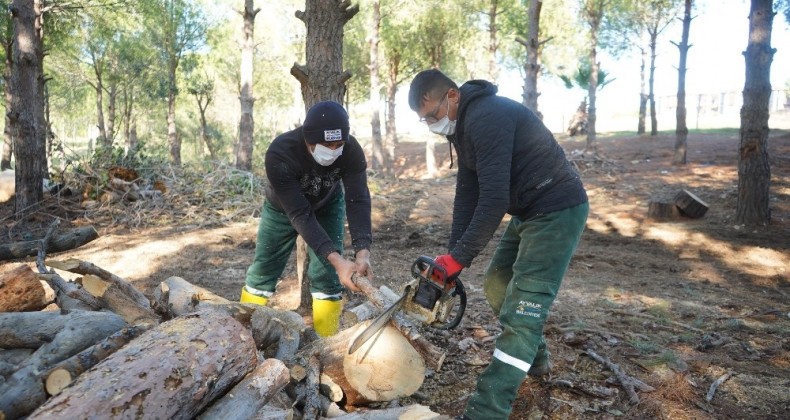 Ayvalık’ta budanan odunlar dar gelirlinin sobasına gidiyor
