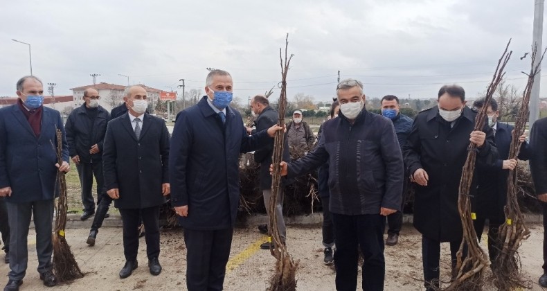 Bafra’da üreticilere 2 bin 500 ceviz fidanı dağıtıldı