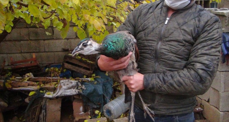 Bahçesinde bulduğu tavus kuşunu yetkililere teslim etti