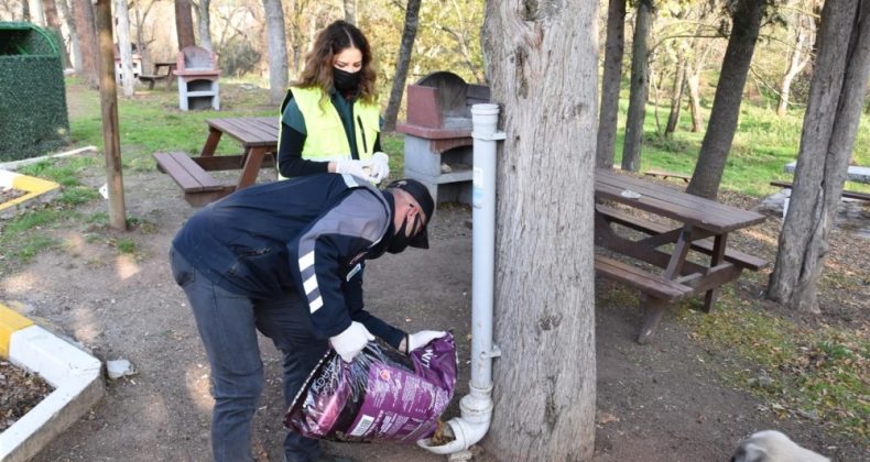 Balıkesir Büyükşehir Belediyesi’nden sokak hayvanlarına mama