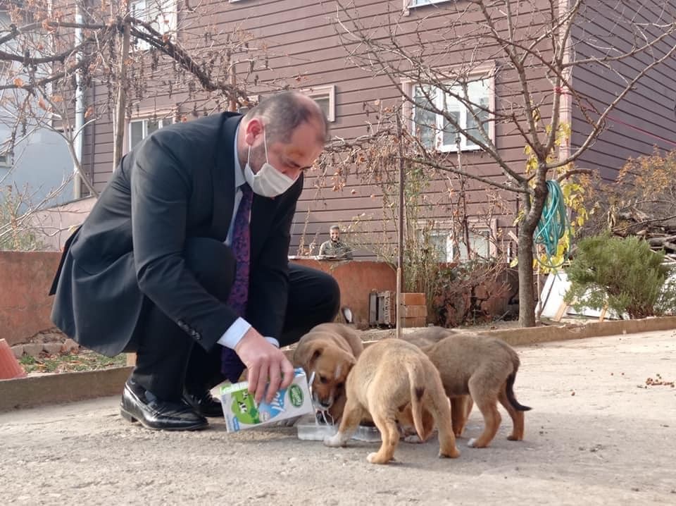 Başkan kısıtlamada sokak köpeklerini sütle besledi