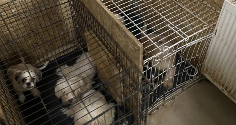 Keçiören’de Bir Binanın Bodrum Katında 68 Köpek Bulundu