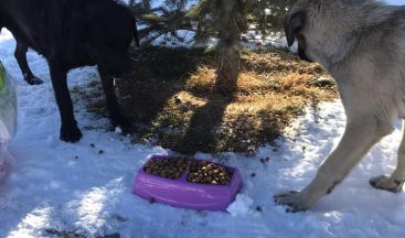 Bayburt’ta sokak hayvanları sokağa çıkma kısıtlamasında unutulmadı