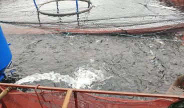 Bayburt’tan Karadeniz’e yavru alabalık ihracatı