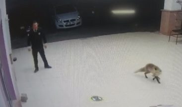 Besle tilkiyi, çalsın anahtarını