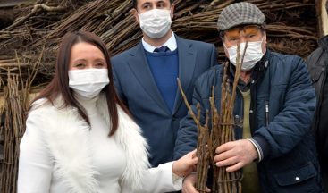 Bilecik’te 110 bin ceviz fidanı toprakla buluşacak