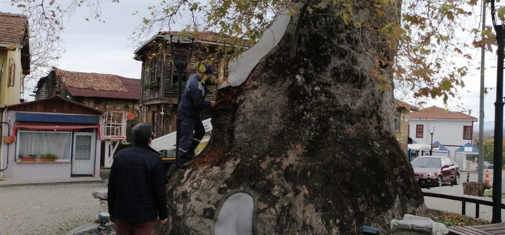 Bin 230 yıllık çınar ağacının bakımı yapıldı