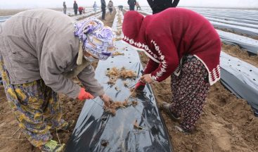 Bismil Belediyesi kadınlara yönelik iş ortamı oluşturmak adına ’Çilek Okulu’ açtı
