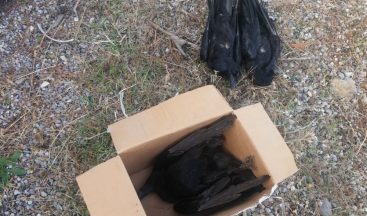 Bozyazı’daki toplu kuzgun ölümü