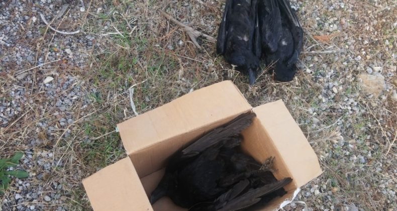 Bozyazı’daki toplu kuzgun ölümü