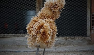 Bu tavuklar yemeklik değil seyirlik