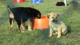 Bu yıl içerisinde 2 bin 309 sokak hayvanı yuvaya kavuştu