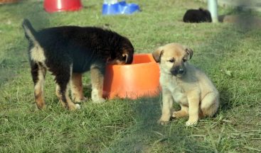Bu yıl içerisinde 2 bin 309 sokak hayvanı yuvaya kavuştu