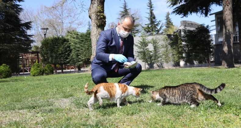 Bursa’da sokak hayvanlarına 62 ton mama