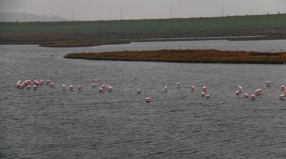 Büyükçekmece’de flamingolar masalsı görüntüler oluşturdu