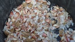 Büyükçekmece’de tarım seferberliği sürüyor