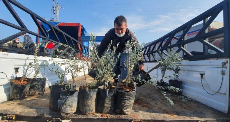 Büyükşehir Belediyesinden Tarsuslu üreticilere 9 bin zeytin fidanı