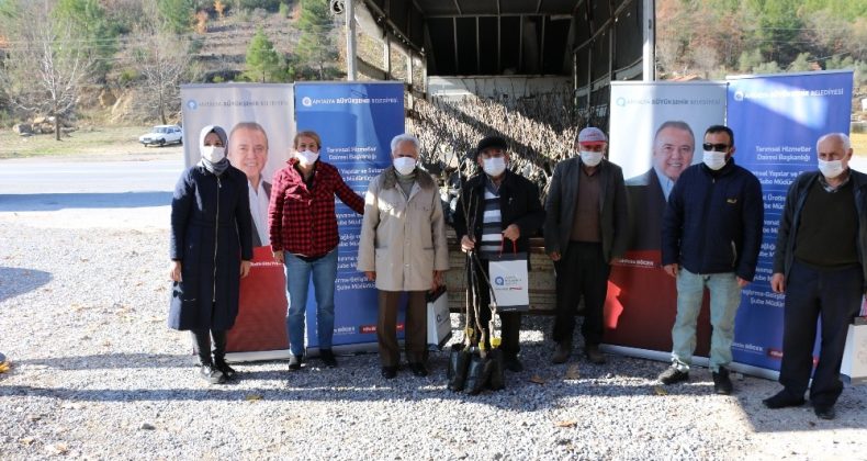 Büyükşehirden 4 ilçeye, ücretsiz 6 bin 500 ceviz fidanı