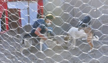 Büyükşehir’den sokak hayvanları gönüllülerine destek