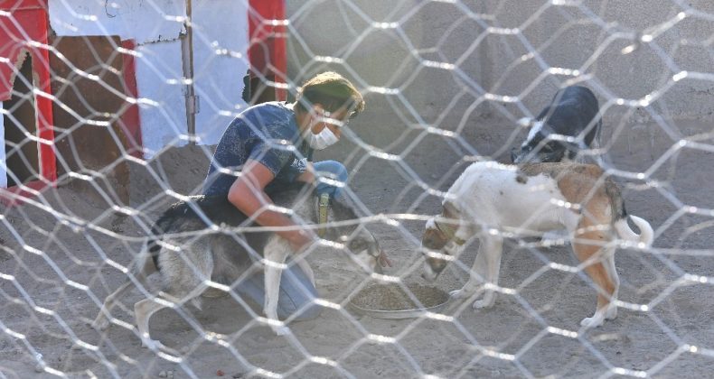 Büyükşehir’den sokak hayvanları gönüllülerine destek