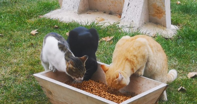 Çameli Belediyesi sokak hayvanlarına özel ilgi gösteriyor