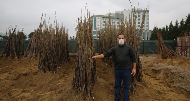 Çiftçiler yüzde 50 hibeli fidanları almaya başladı