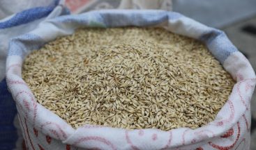 Çiftçiye ‘siyez’ desteği