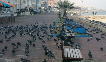 Denizin ve güneşin tadını kuşlar çıkardı