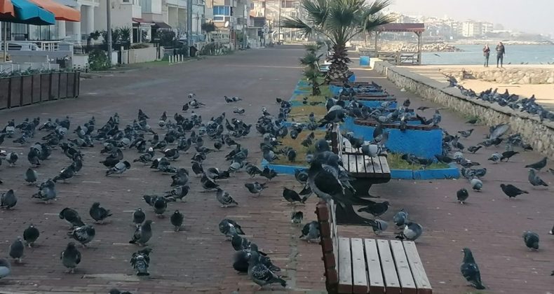 Denizin ve güneşin tadını kuşlar çıkardı