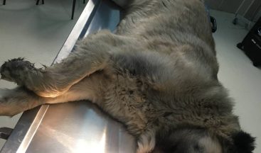 Dili damaklarına bitişik olan kangal köpeklere cerrahi müdahale yapıldı