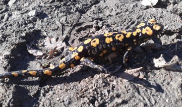 Diyarbakır’da nesli tükenme tehlikesi altında olan ‘Türk semenderi’ görüldü