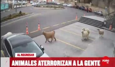 Dünya, Nevşehir’i konuştu