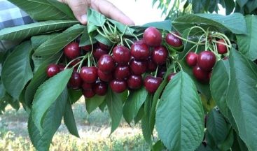 Dünyaca ünlü Uluborlu kirazına coğrafi işaret tescili