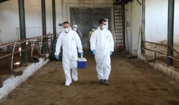 Düzce’de hayvan aşılaması devam ediyor