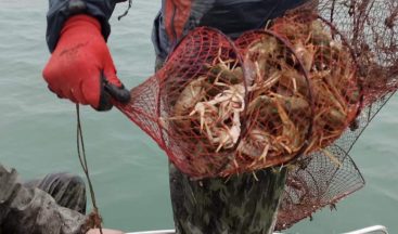 Eğirdir Gölü’nde 730 adet kerevit pinterine el konuldu