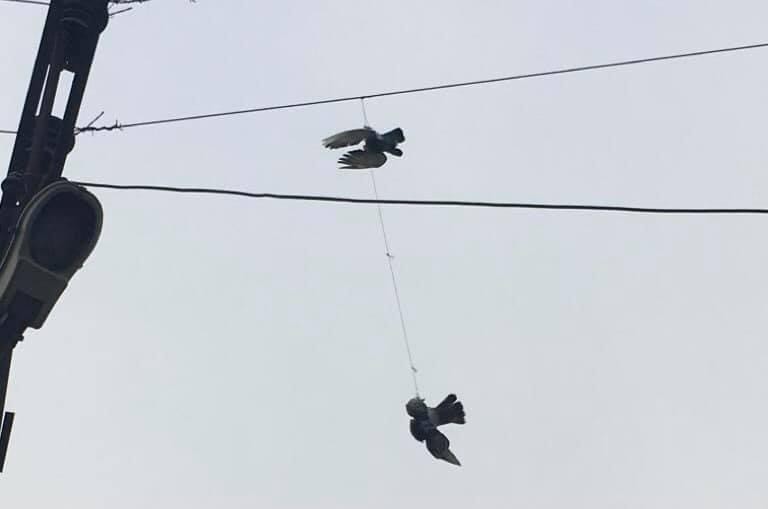 Elektrik tellerine takılan güvercinler kurtarıldı