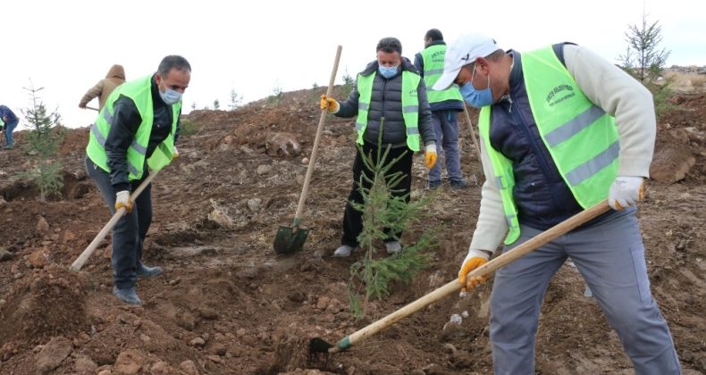 Erciş Belediyesi orman çalışmalarını sürdürüyor