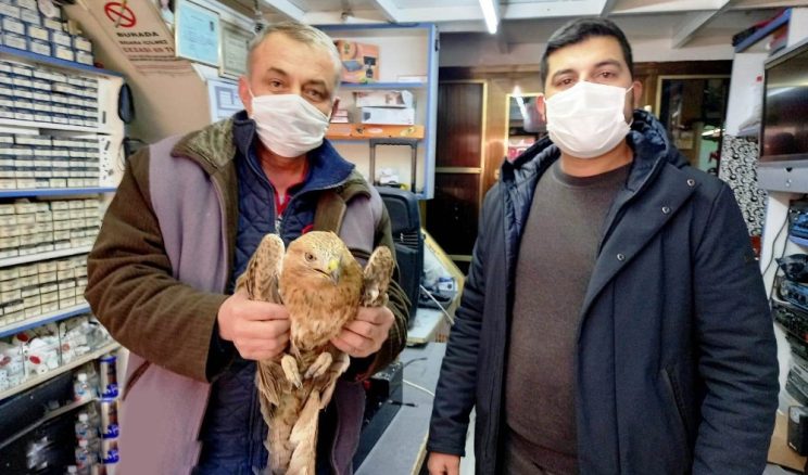 Ereğli’de yaralı şahin tedavi altına alındı