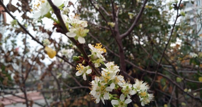 Erik ağacı mevsimi şaşırdı