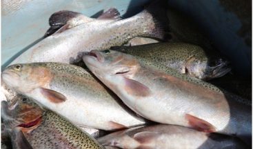 Erzurum’da su ürünleri yetiştiriciliği iki kat artacak